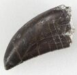 Big, Serrated Allosaurus Tooth - Colorado #36387-2